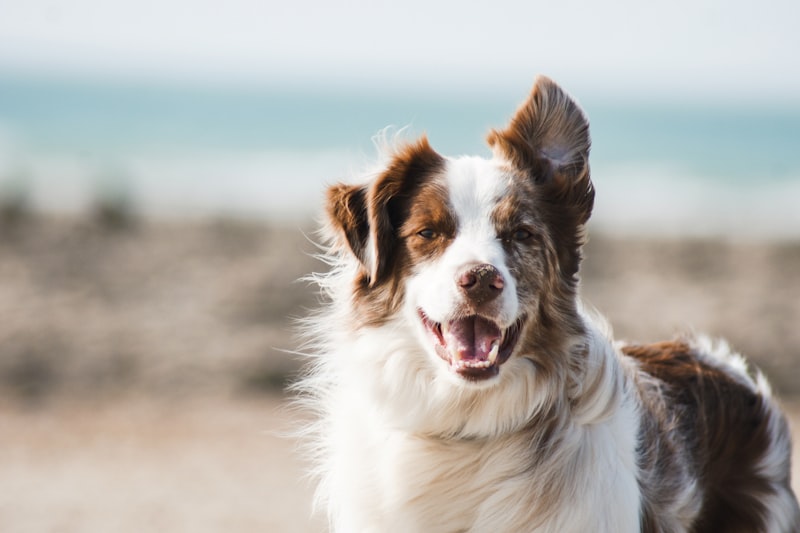 Best Pet Insurance